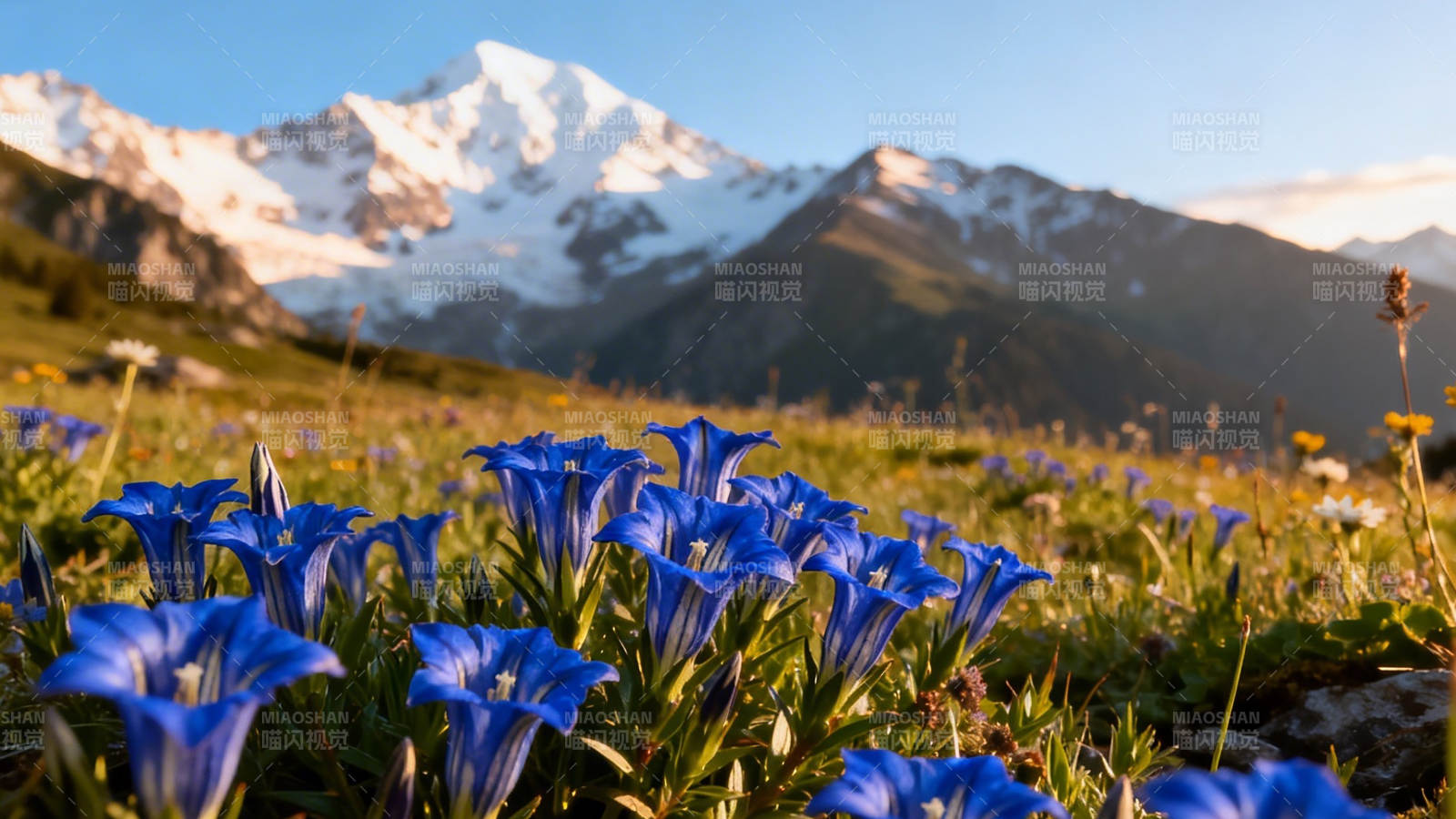 雪山下的蓝色花海图片