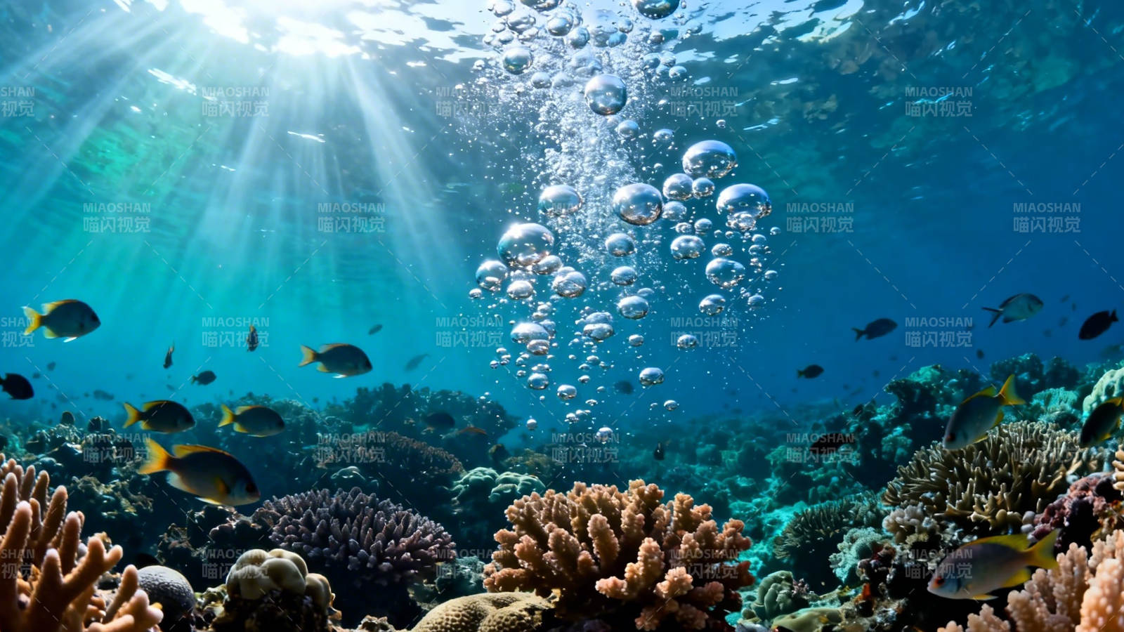 阳光海底珊瑚鱼群气泡舞图片