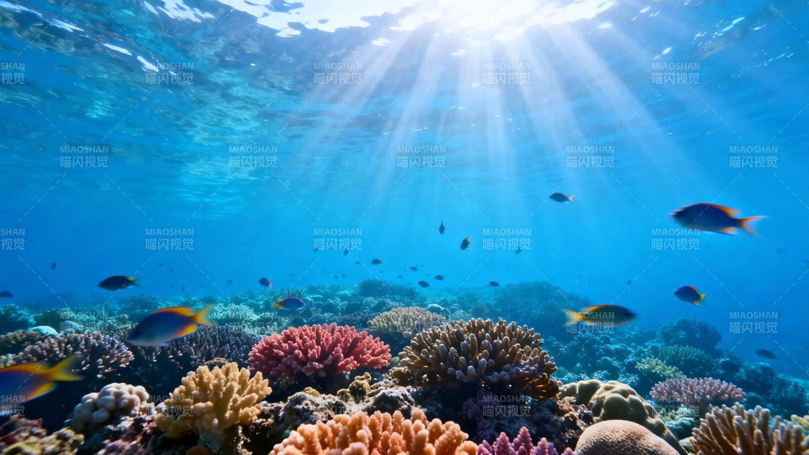 阳光洒落珊瑚礁鱼群游弋图片