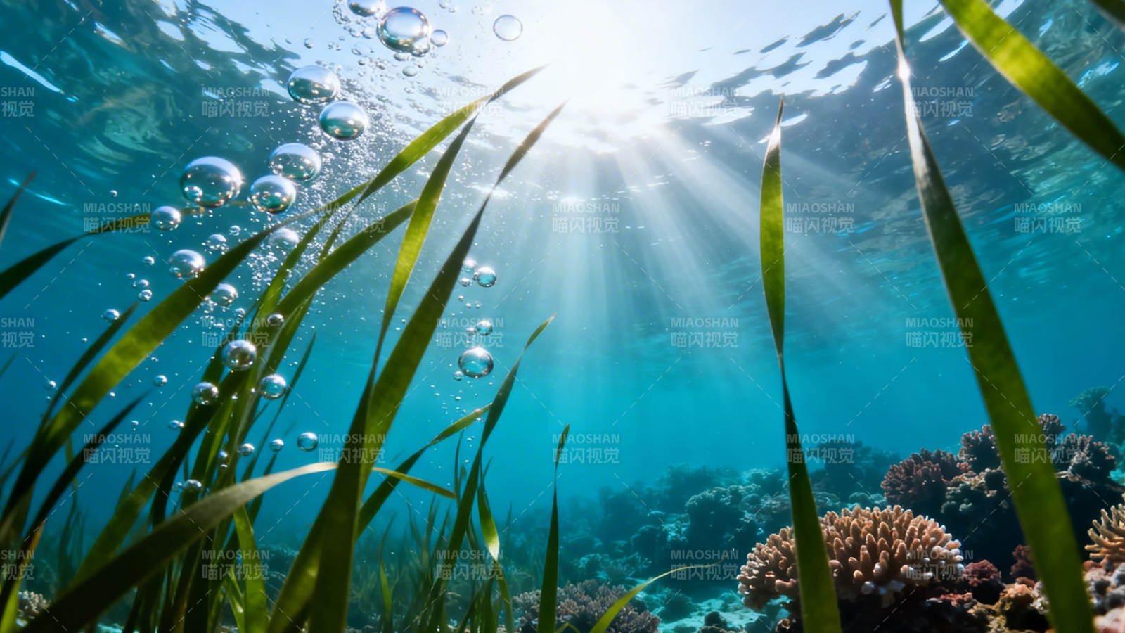 海底阳光 海草摇曳生姿图片