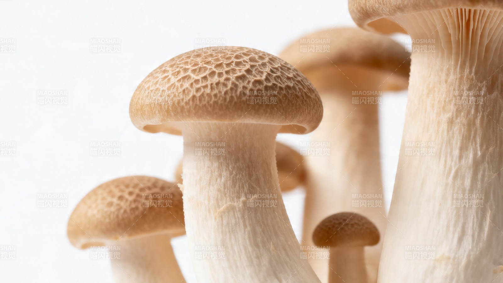 鲜嫩菌菇 自然美味图片