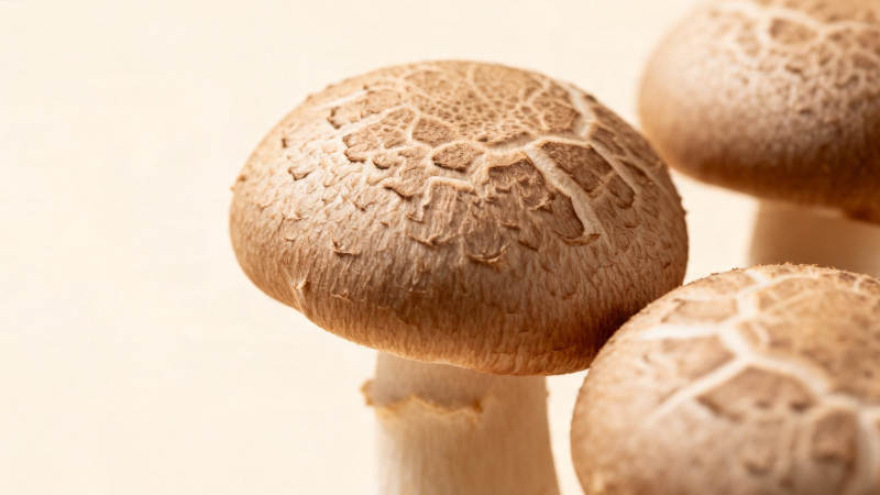 香菇特写 纹理清晰诱人图片