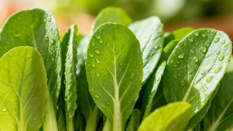 青翠欲滴的绿叶蔬菜图片