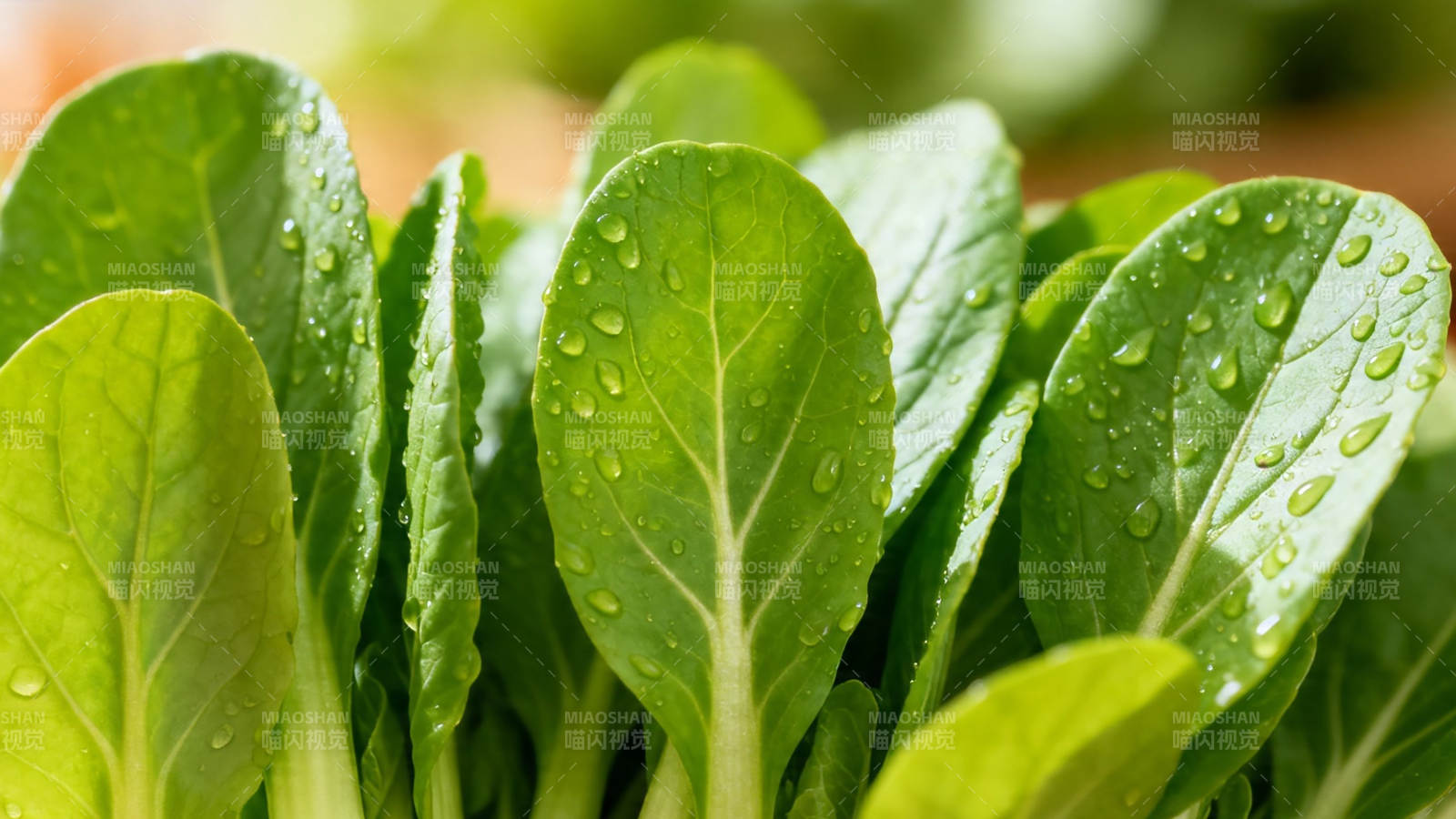 青翠欲滴的绿叶蔬菜图片