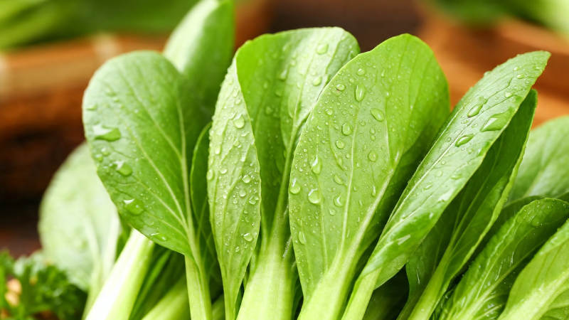 新鲜青菜带水珠 翠绿欲滴图片