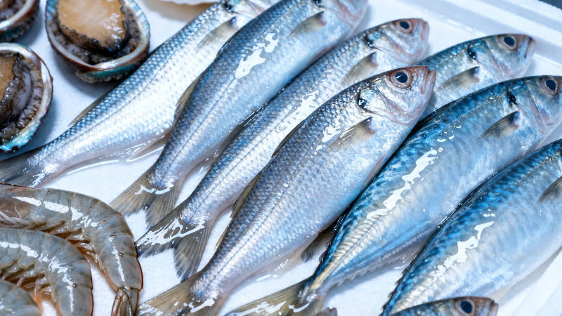 新鲜海鱼虾贝拼盘图片