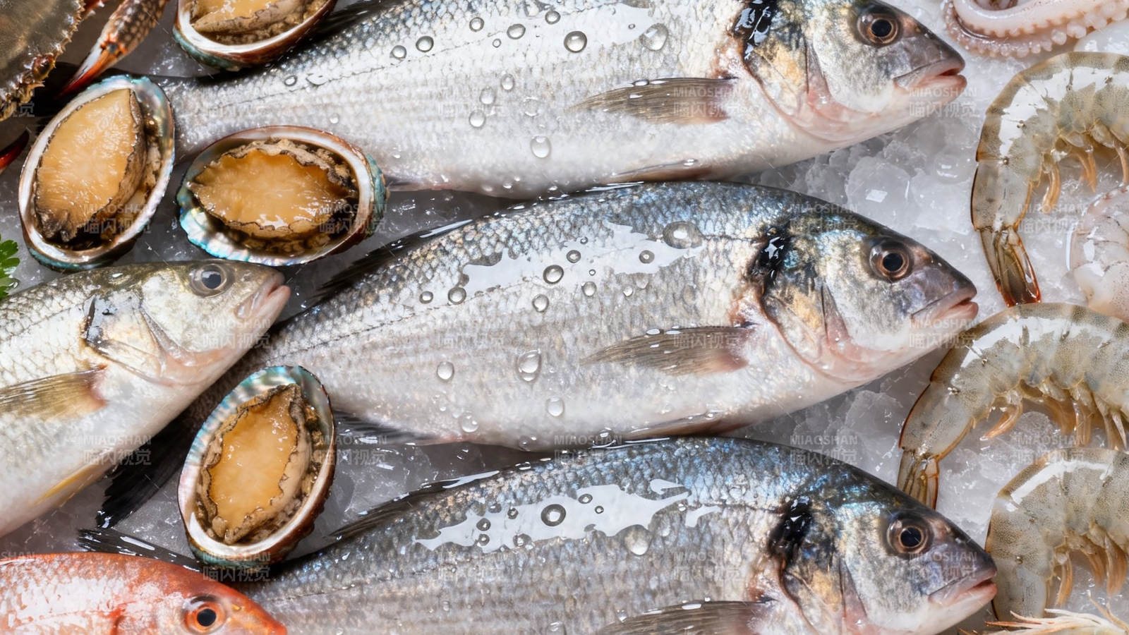 冰鲜海产 鱼虾鲍鱼琳琅满目图片