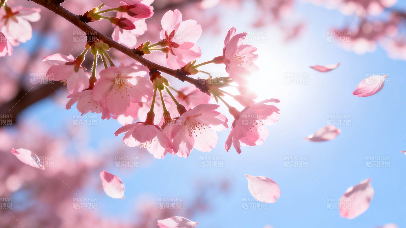 樱花飞舞 春日暖阳图片