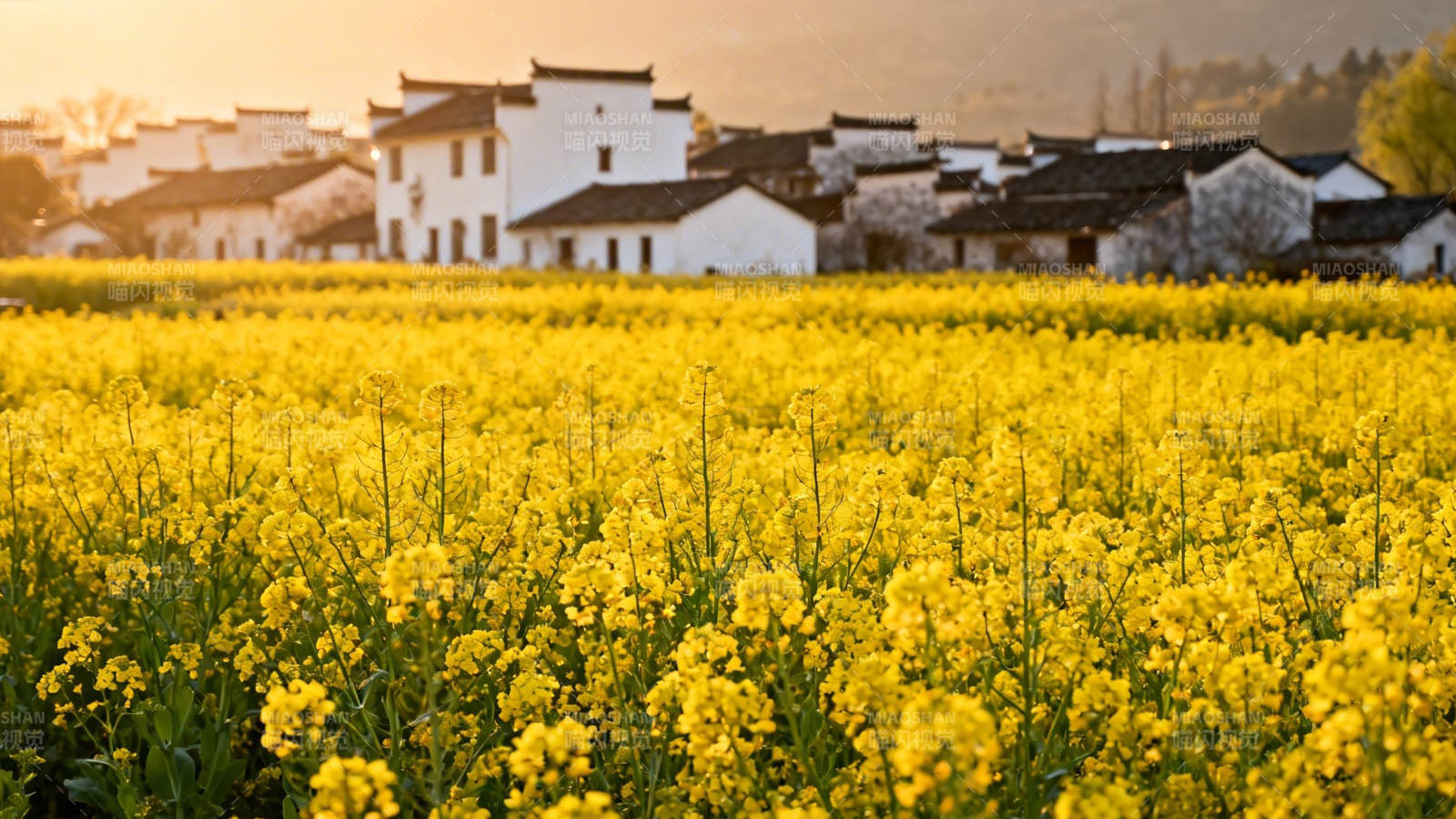 油菜花田映古村图片