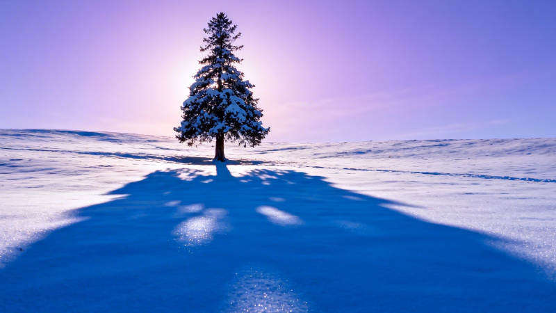 雪原孤树 紫霞映影图片