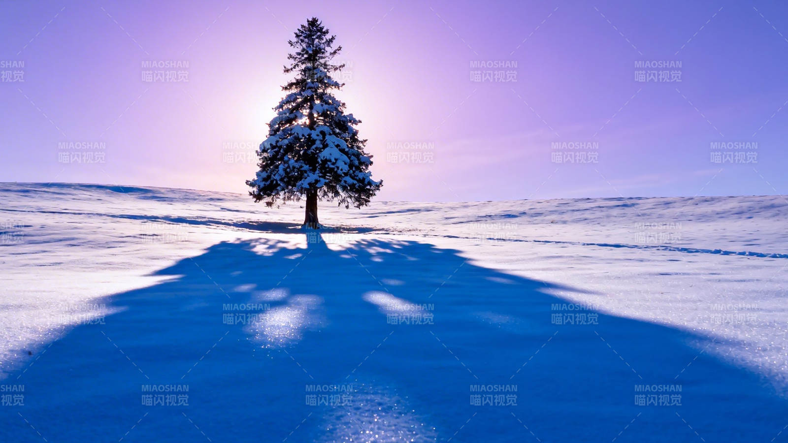 雪原孤树 紫霞映影图片