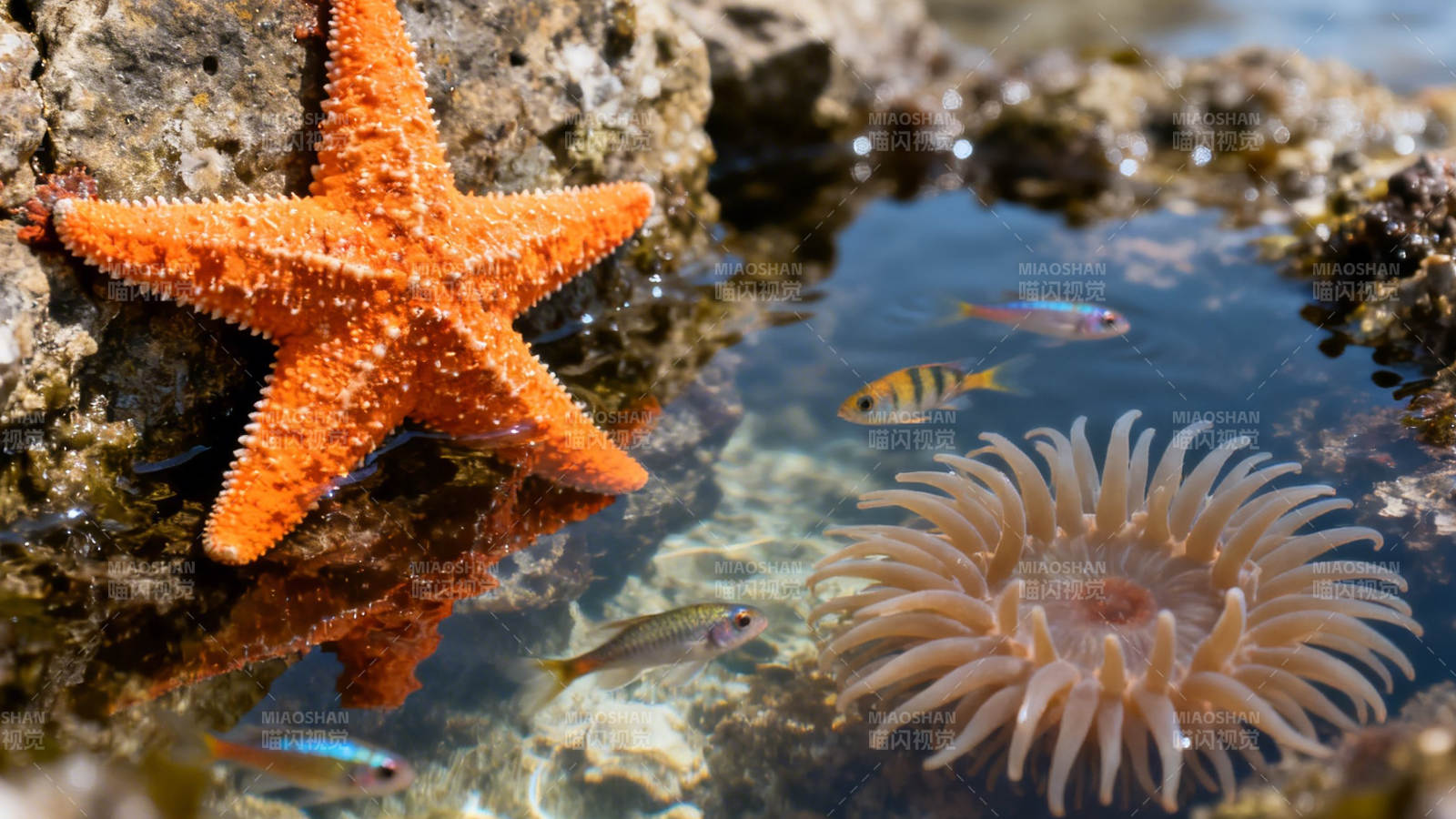 海星与海葵共舞潮池图片