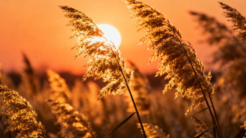 夕阳芦苇 金辉满野图片
