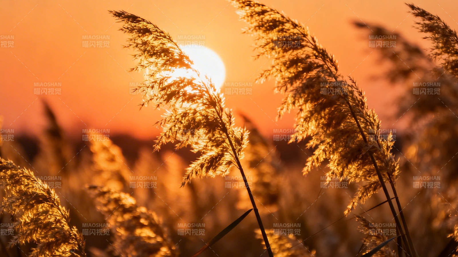 夕阳芦苇 金辉满野图片