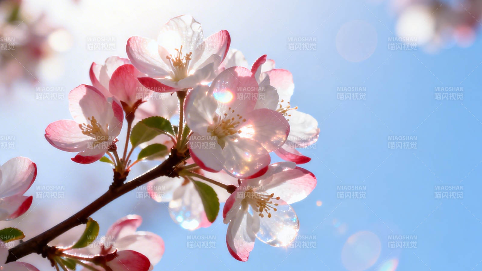 春日花枝映蓝天图片