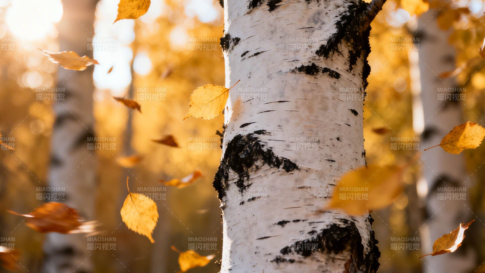 秋阳下的白桦与飞叶图片