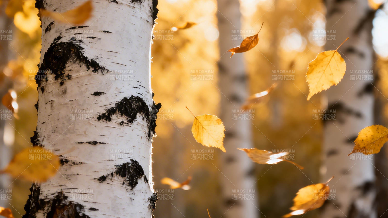 秋叶飞舞白桦林图片