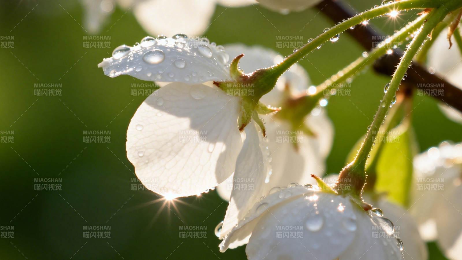 晨露映花 阳光微闪图片