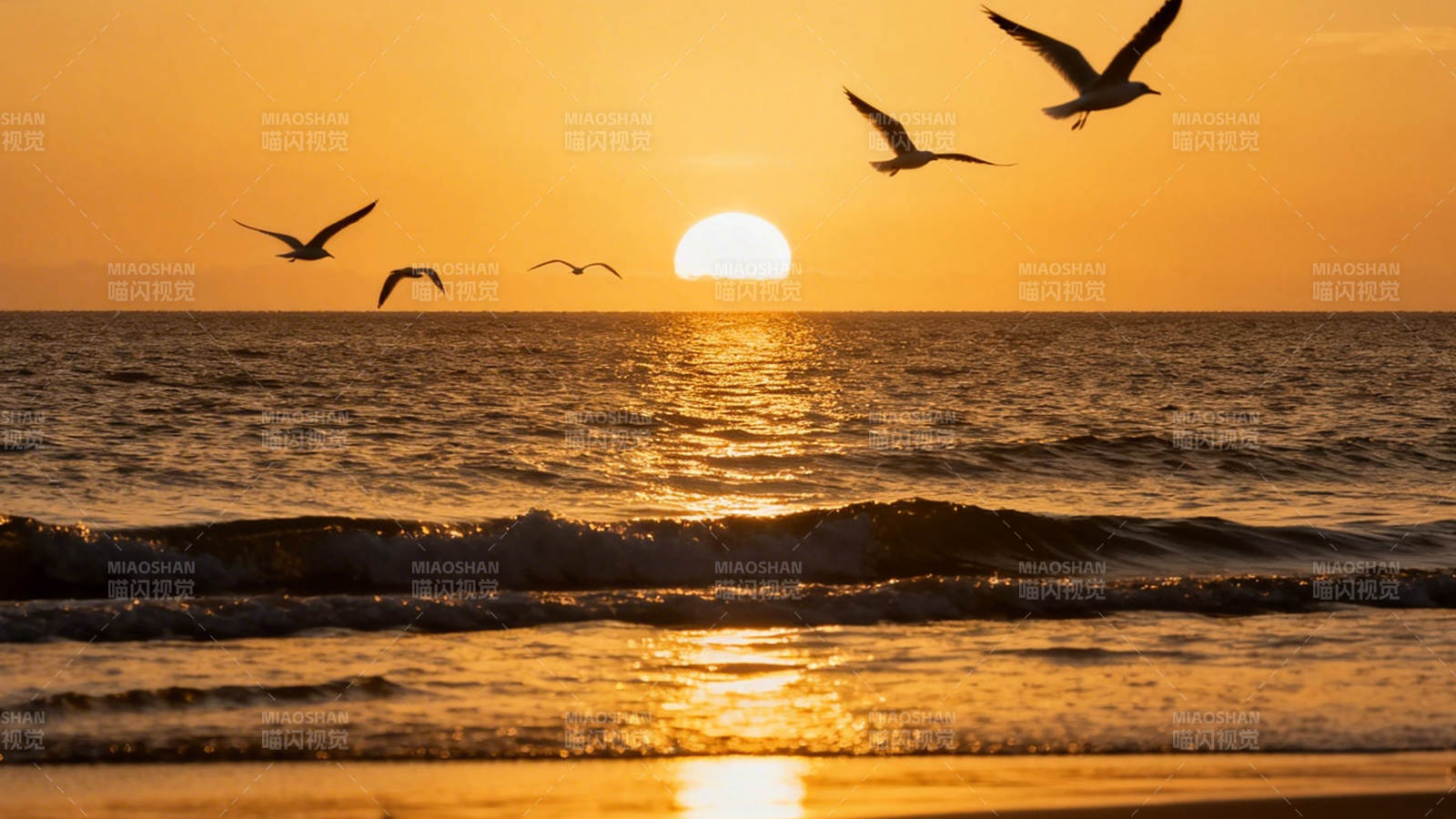 夕阳海鸥舞 金波映海天图片