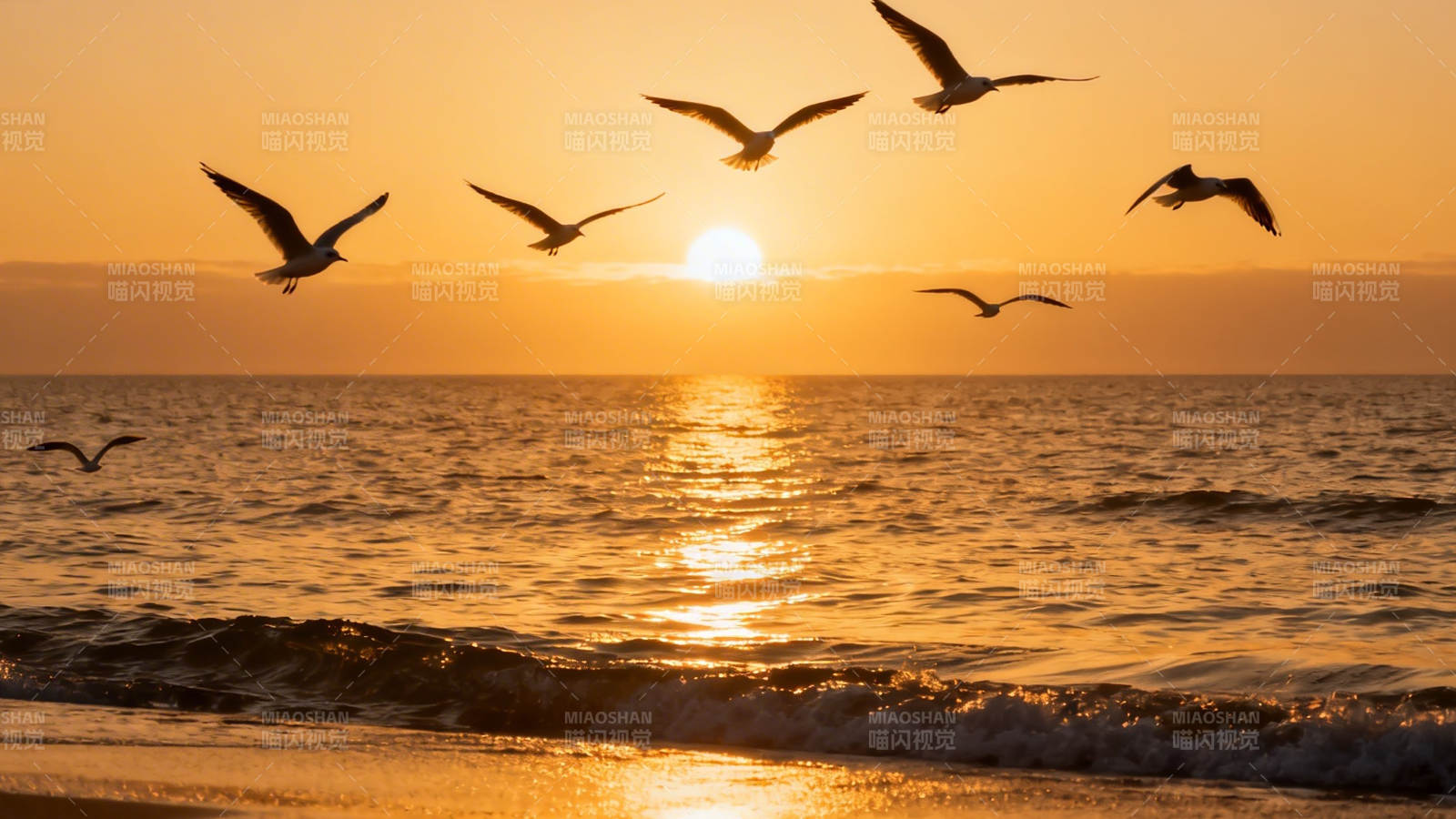 夕阳海鸥舞 金波映天际图片