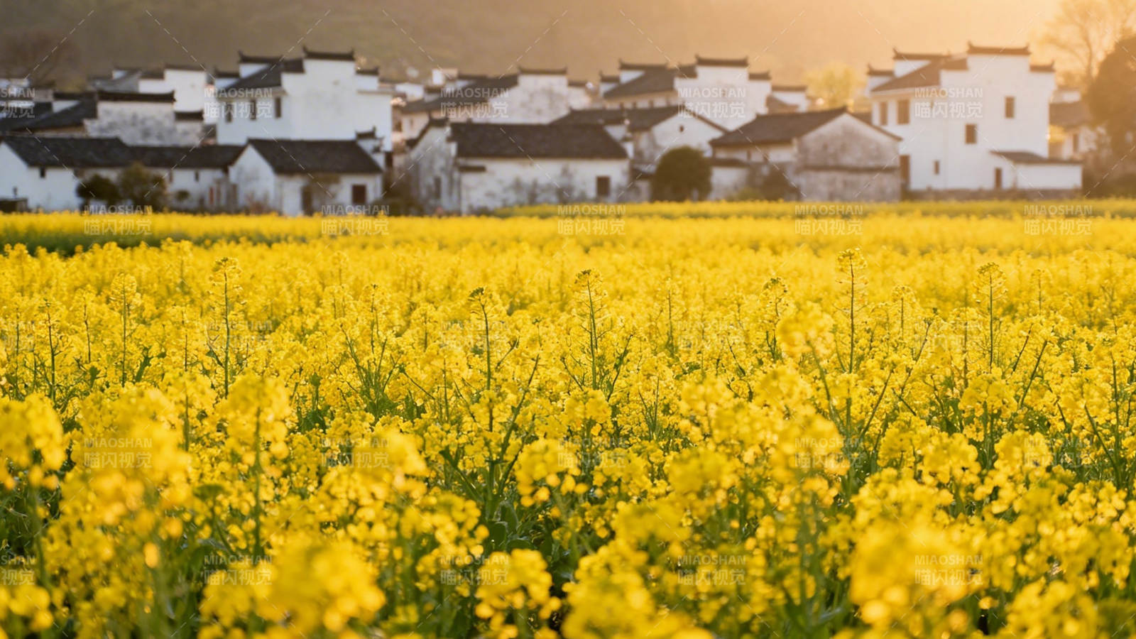 油菜花田映古村图片