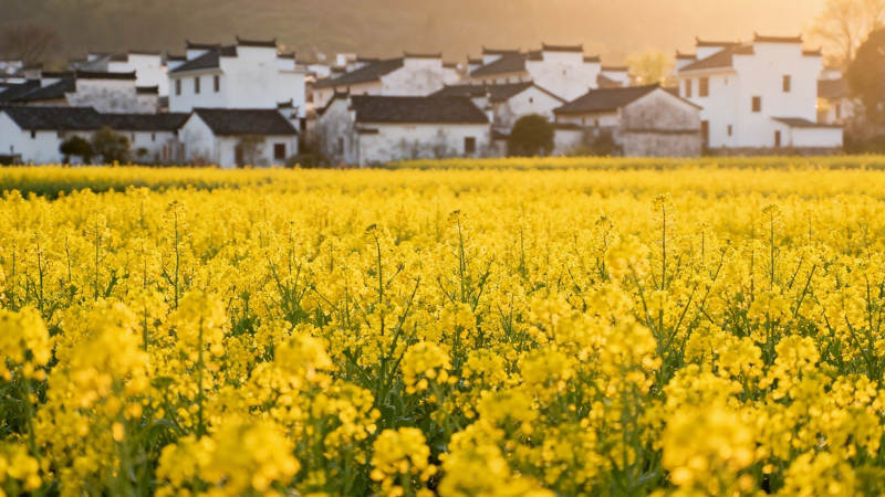 油菜花田映古村图片