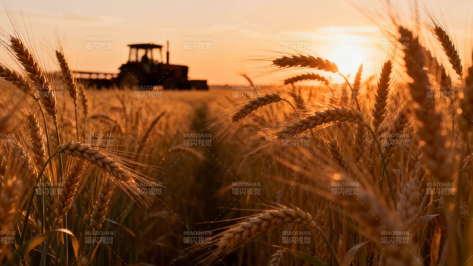 夕阳麦田 收割机剪影图片