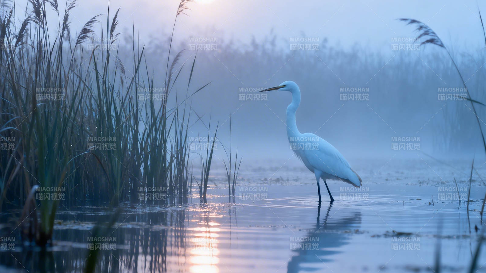 晨雾白鹭立水间图片