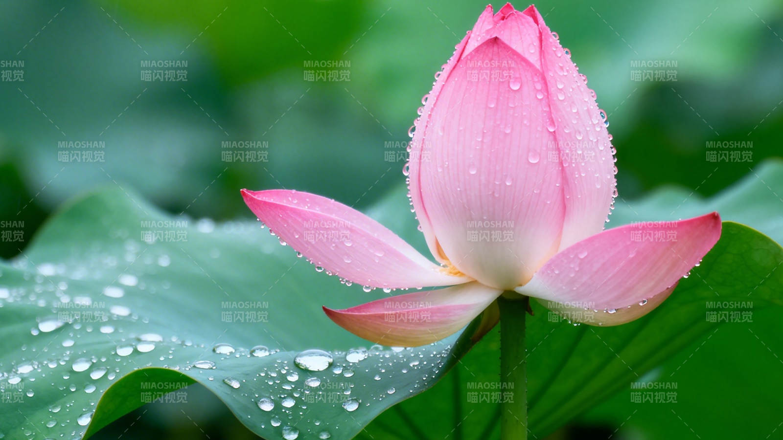 雨后粉莲 水珠晶莹图片