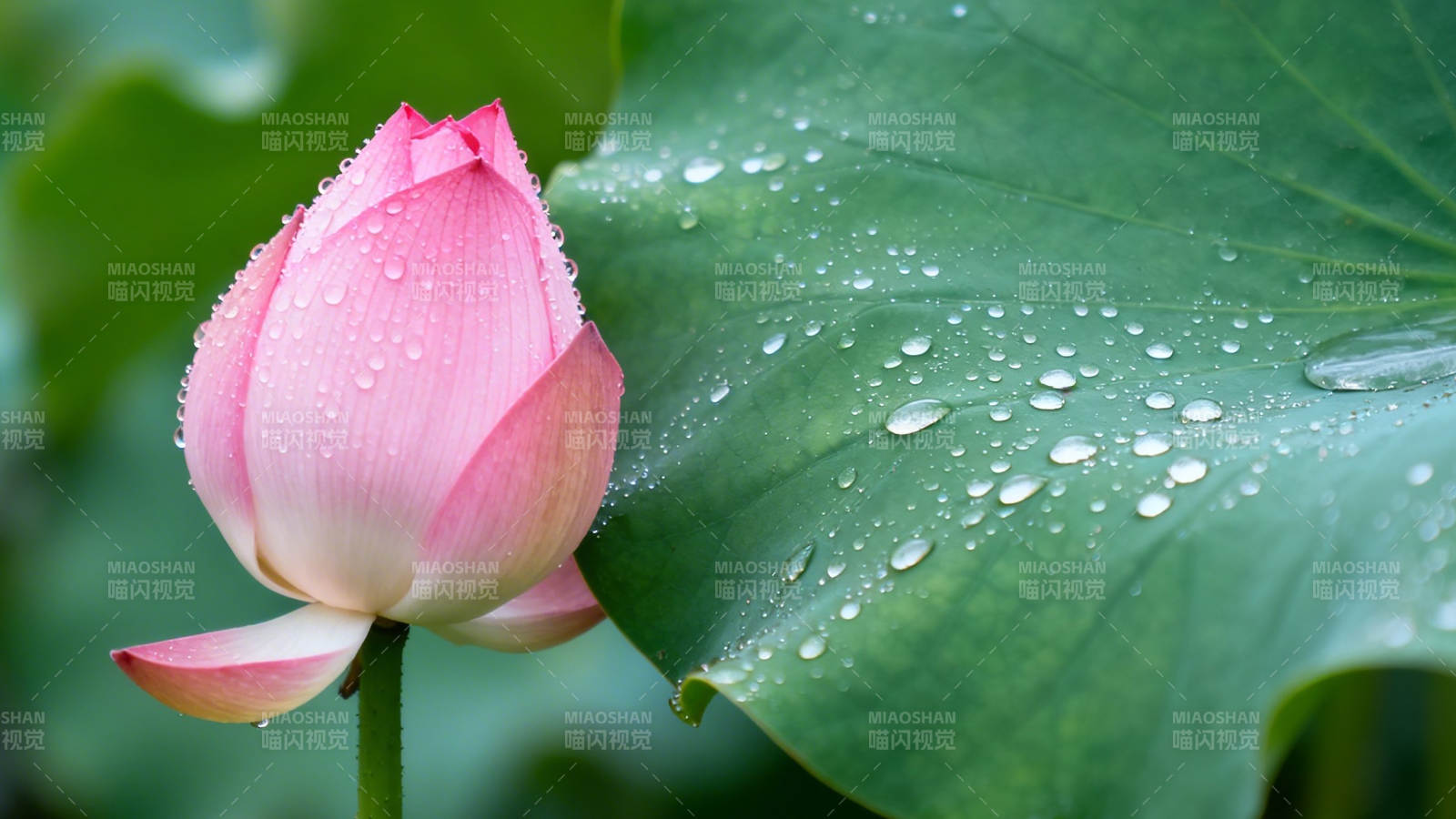 荷露初凝 粉瓣含羞图片