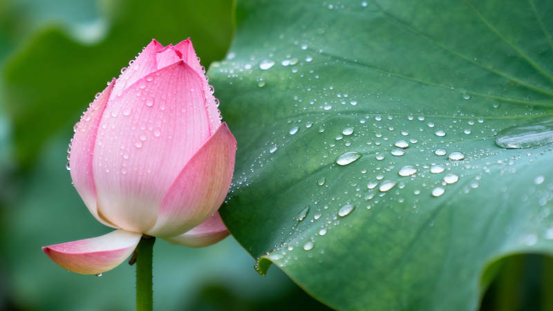 荷露初凝 粉瓣含羞图片