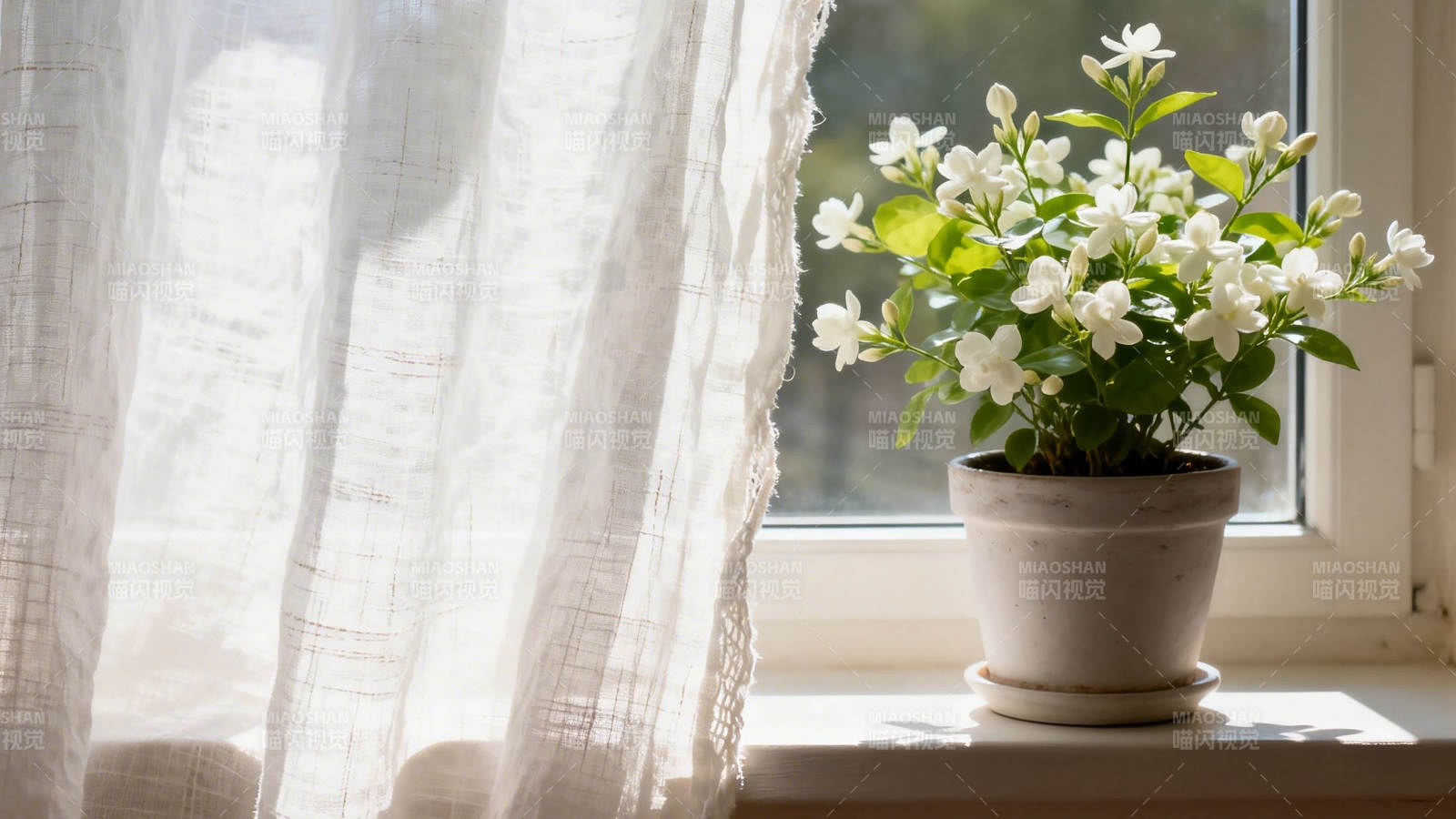 窗台茉莉 阳光轻抚白纱帘图片
