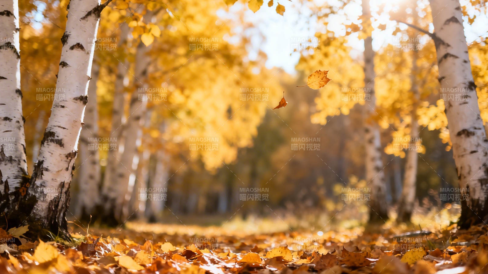 秋日白桦林 金叶铺地舞图片