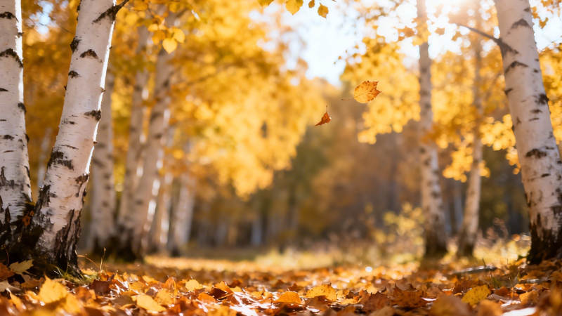 秋日白桦林 金叶铺地舞图片