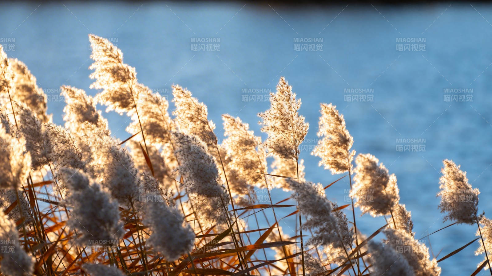 芦苇映湖光 秋日暖阳照图片