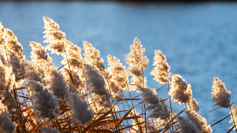 芦苇映湖光 秋日暖阳照图片