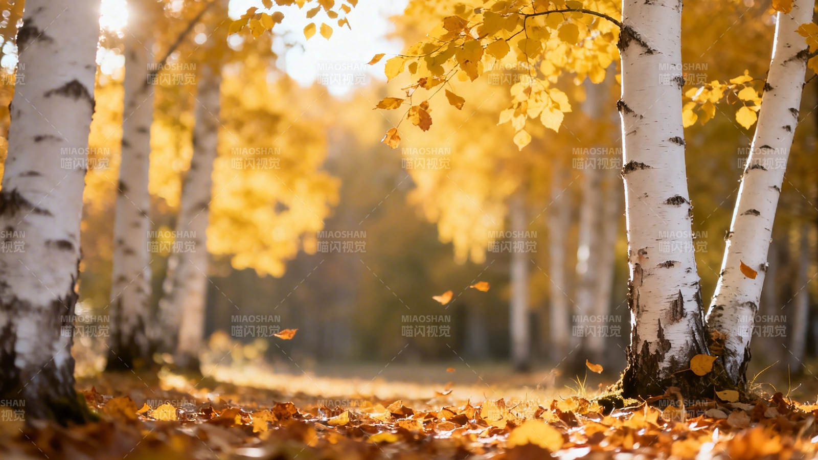 秋日白桦林 金叶铺满径图片