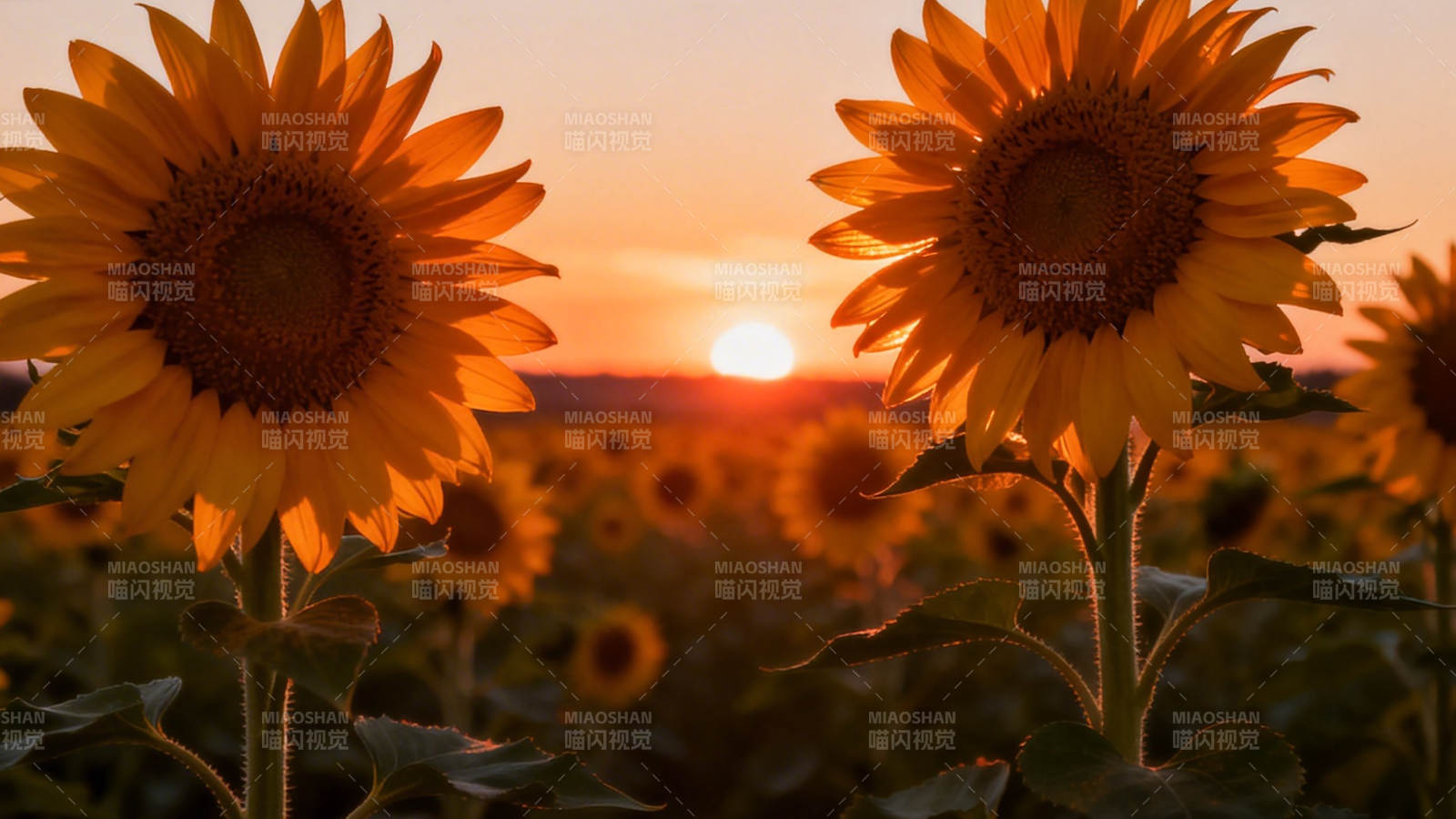 夕阳下的向日葵田图片