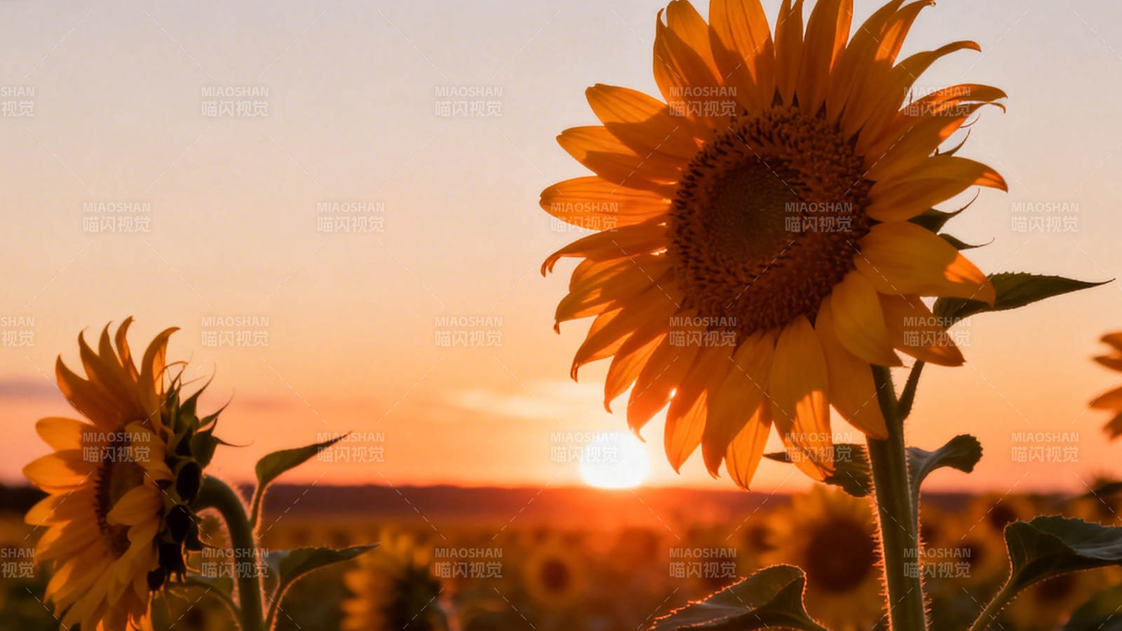 夕阳下的向日葵田图片
