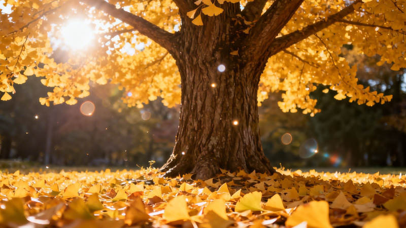 秋日金树 落叶铺地如毯图片