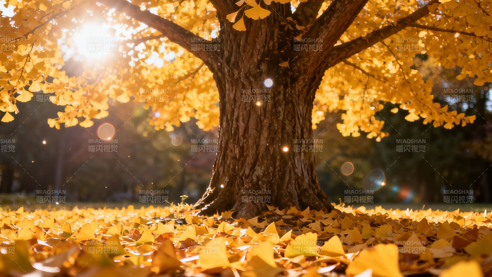 秋日金树 落叶铺地如毯图片