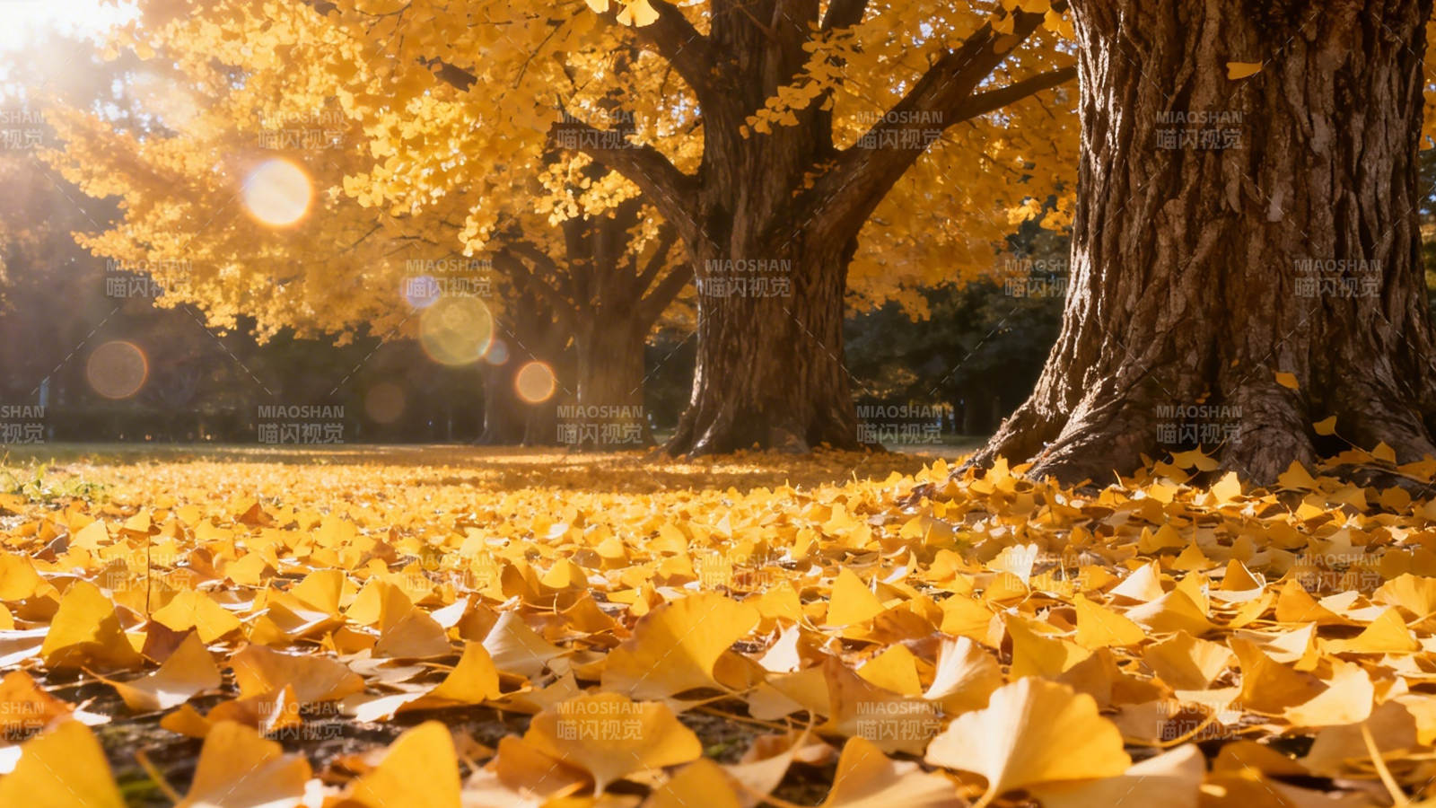 秋阳金叶铺满径图片