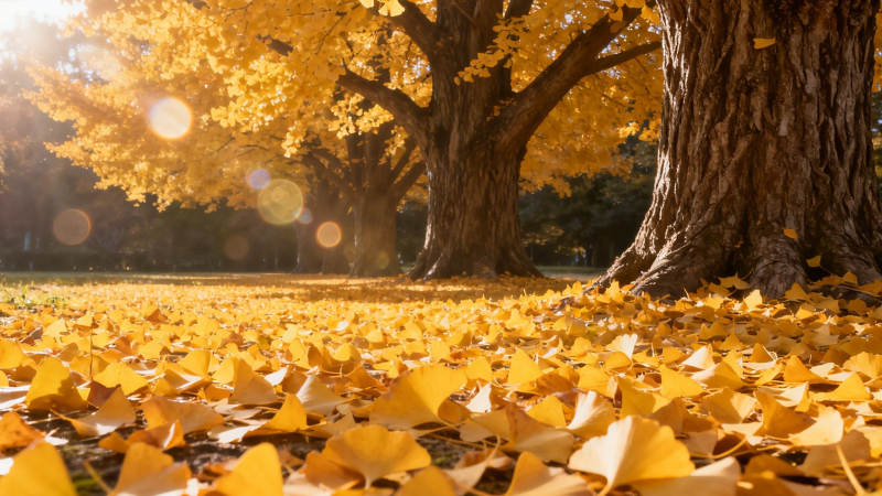 秋阳金叶铺满径图片