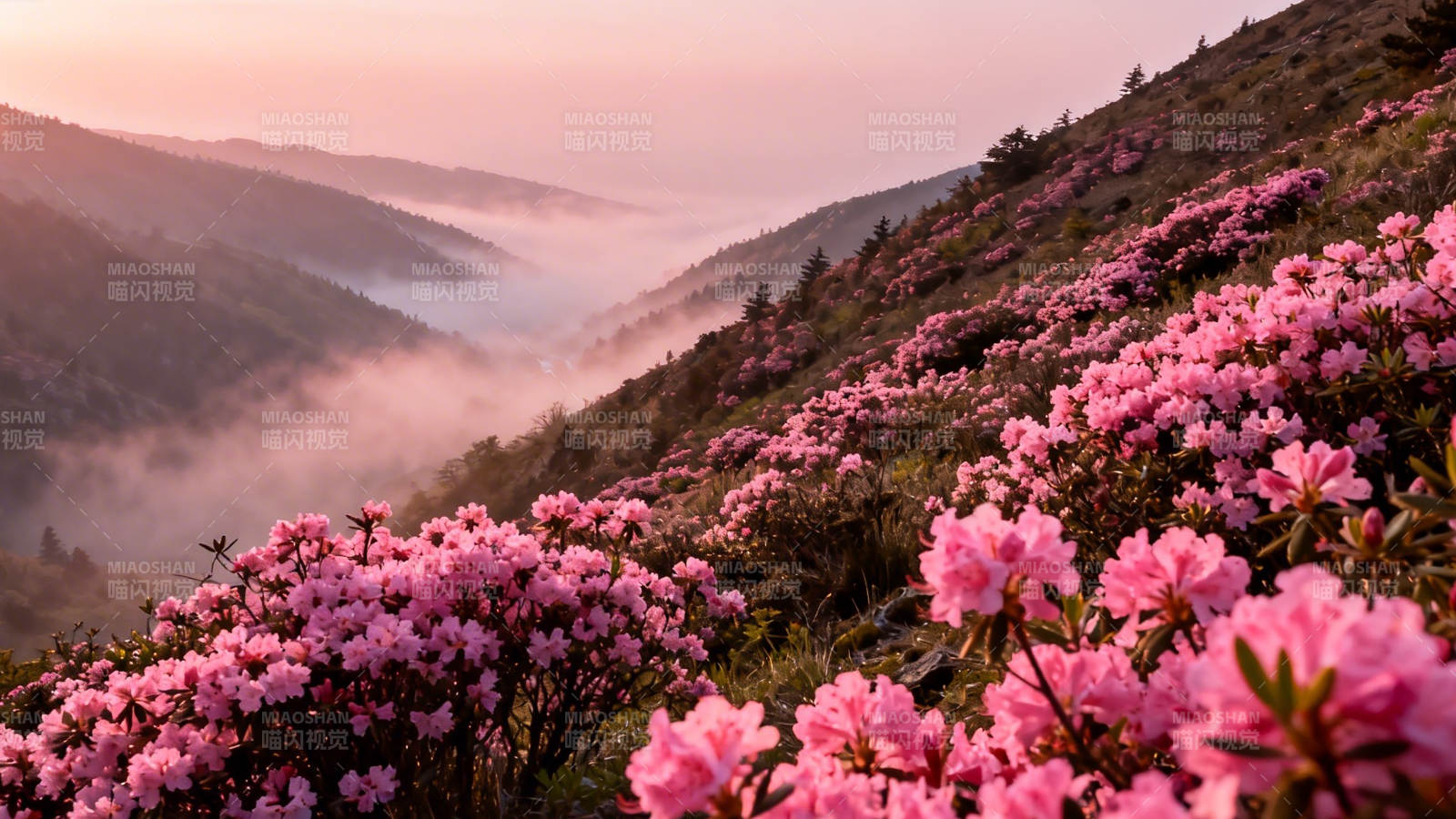 山雾映粉花 晨曦染千峰图片