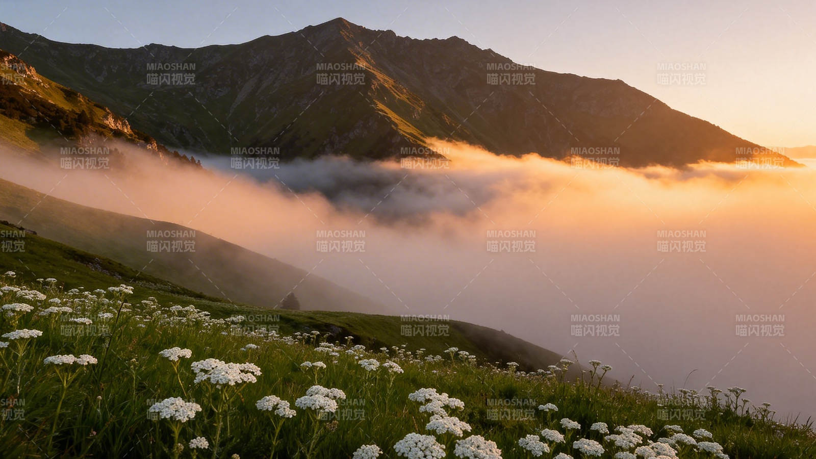 山雾花海 晨光如画图片