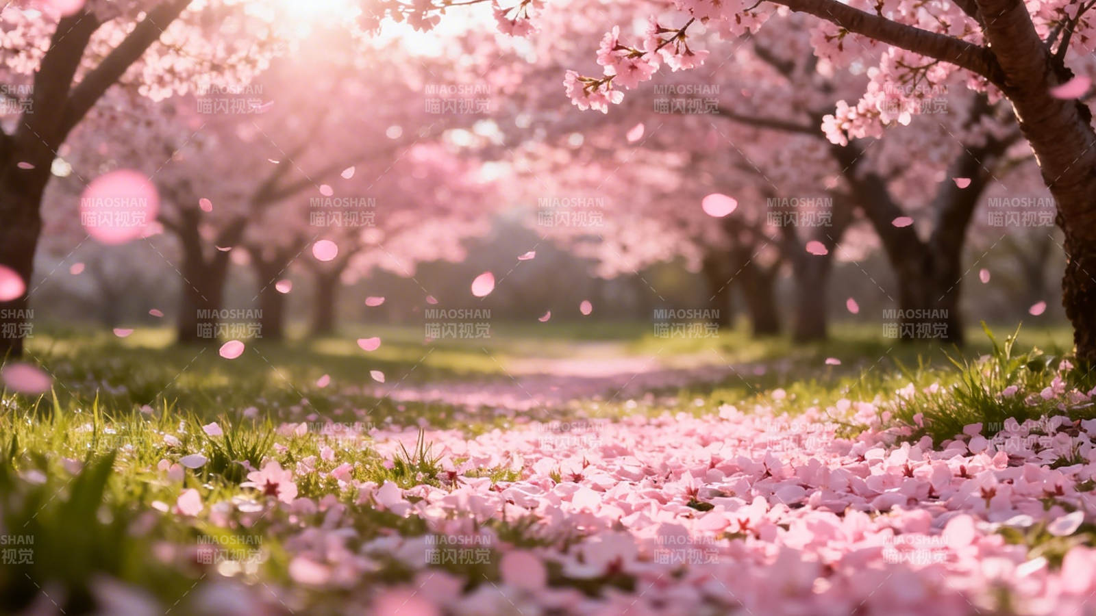 樱花飞舞 春日浪漫小径图片