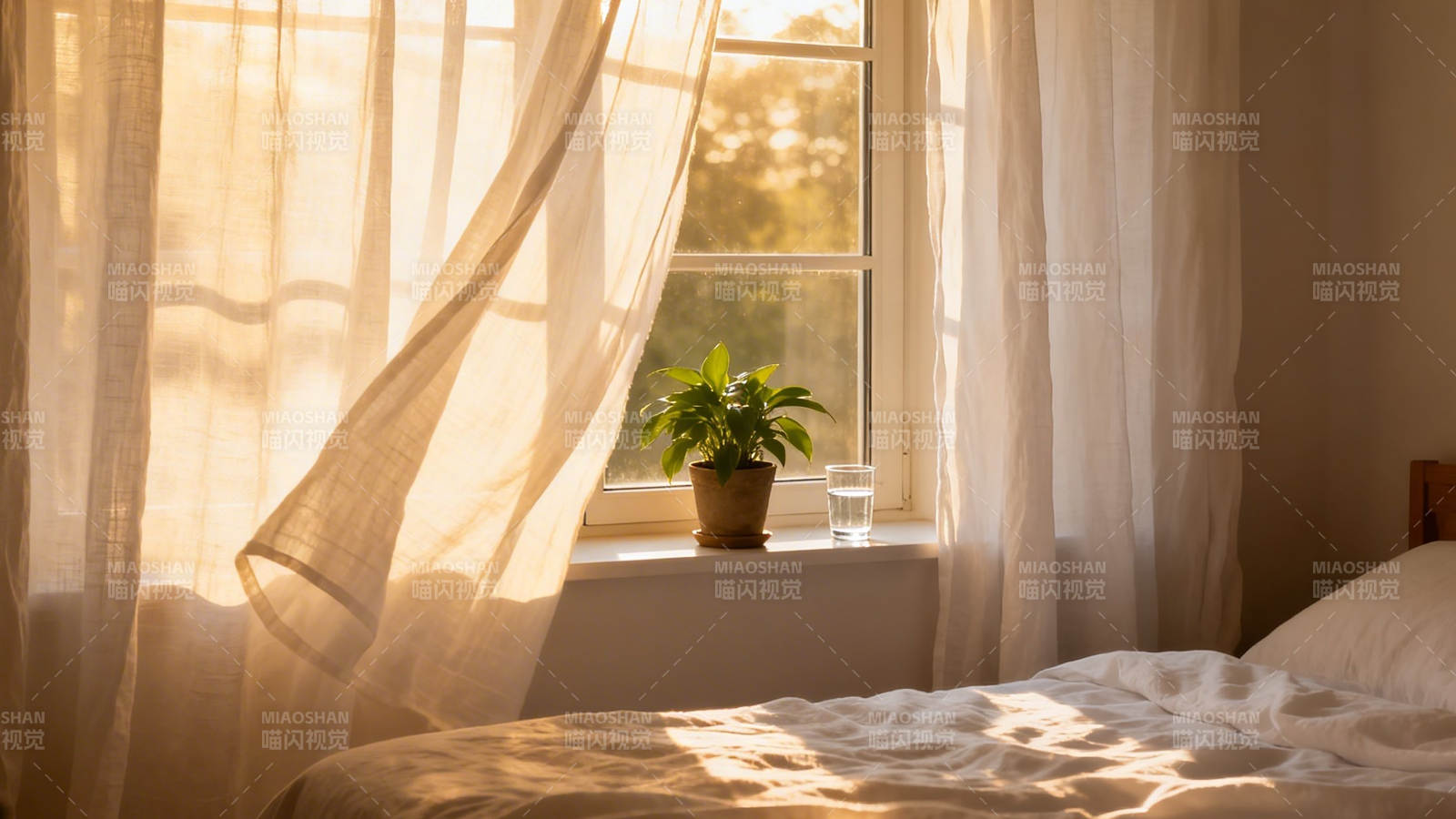 晨光轻抚窗台绿植图片