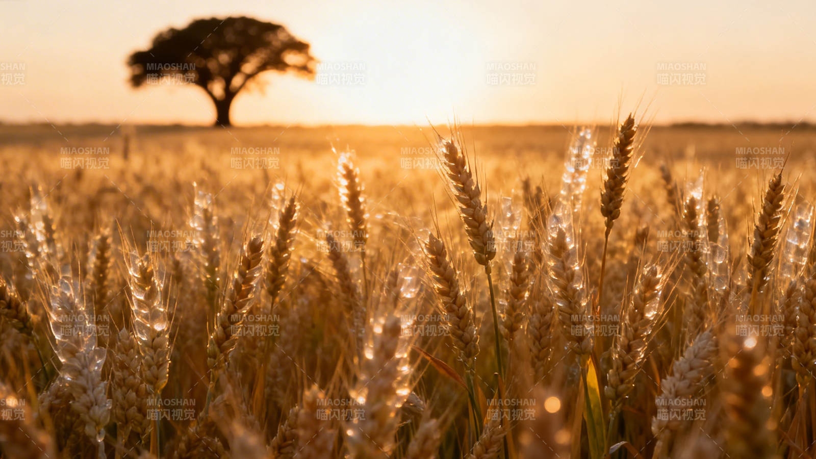 夕阳麦田 孤树守望图片