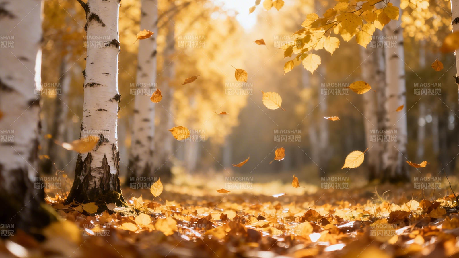 秋日白桦林 金叶飞舞时图片