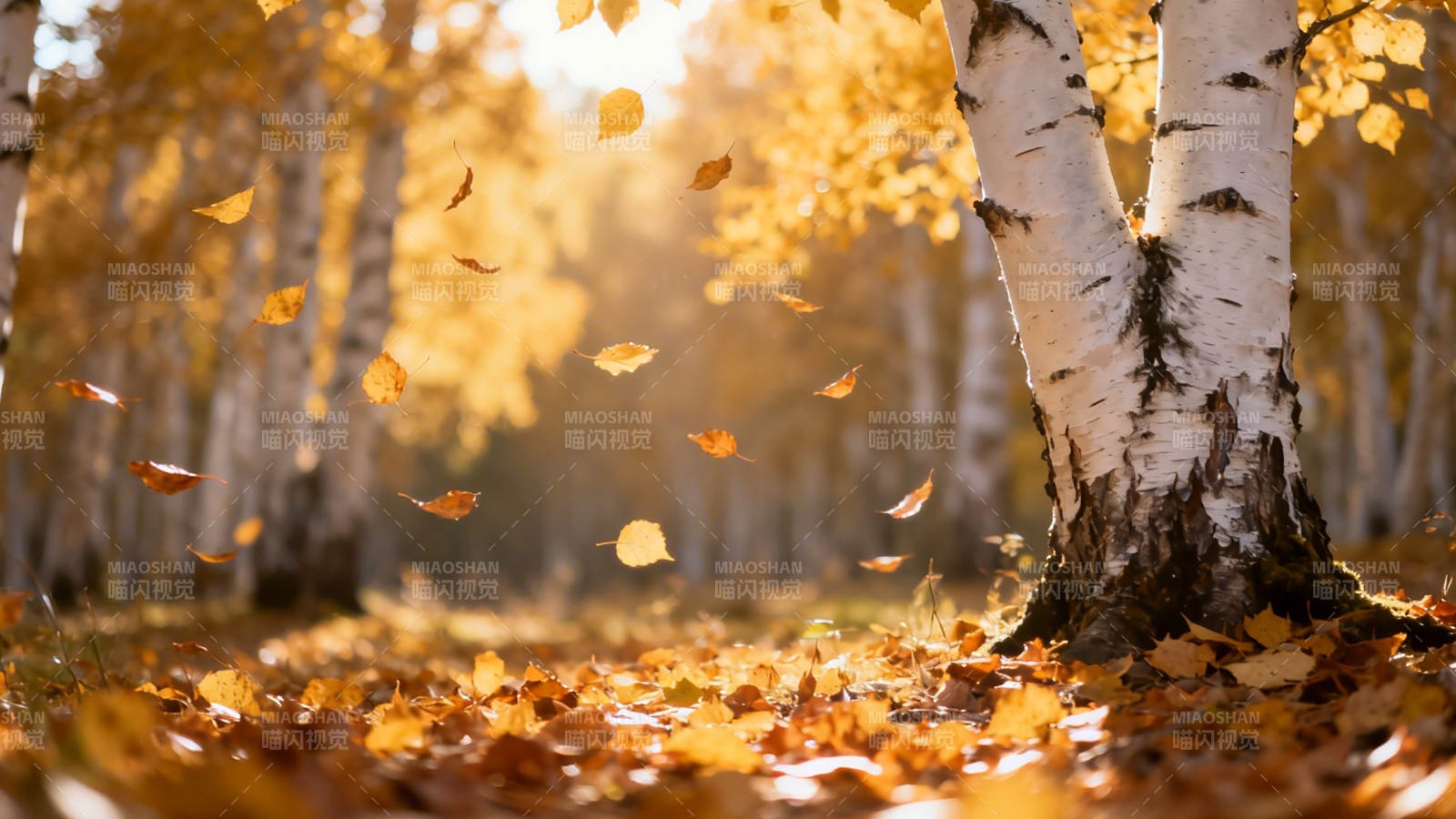 秋日白桦林 落叶纷飞时图片